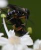 Greenomyia mongolica